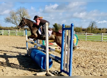 Connemara, Giumenta, 4 Anni, 142 cm, Baio