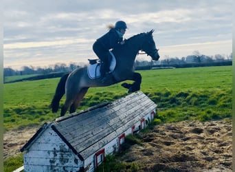 Connemara, Giumenta, 4 Anni, 142 cm, Falbo