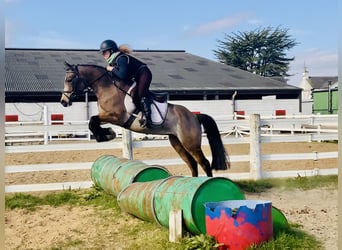 Connemara, Giumenta, 4 Anni, 142 cm, Falbo