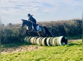 Connemara, Giumenta, 4 Anni, 142 cm, Falbo