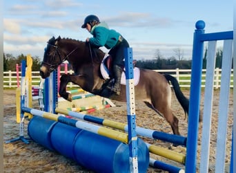 Connemara, Giumenta, 4 Anni, 142 cm, Falbo