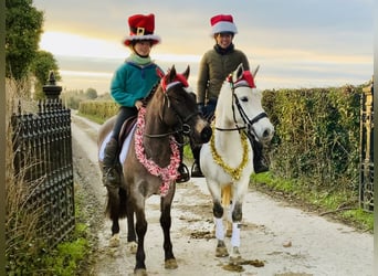 Connemara, Giumenta, 4 Anni, 142 cm, Falbo