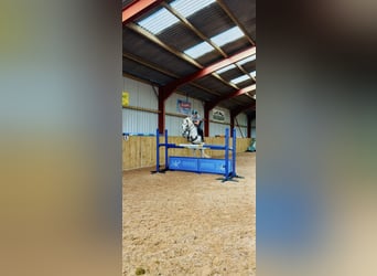 Connemara, Giumenta, 4 Anni, 142 cm, Grigio