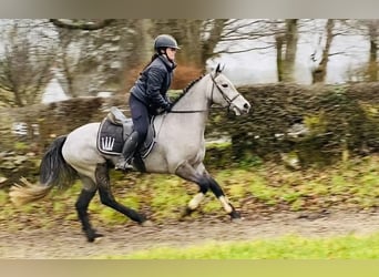 Connemara, Giumenta, 4 Anni, 143 cm, Grigio