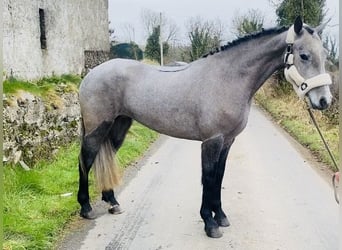 Connemara, Giumenta, 4 Anni, 143 cm, Grigio