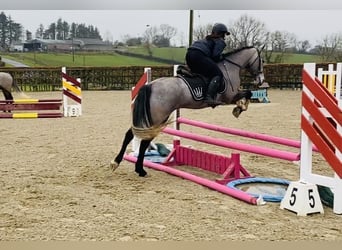 Connemara, Giumenta, 4 Anni, 143 cm, Grigio