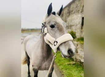 Connemara, Giumenta, 4 Anni, 143 cm, Grigio