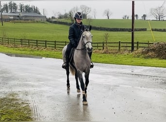 Connemara, Giumenta, 4 Anni, 143 cm, Grigio