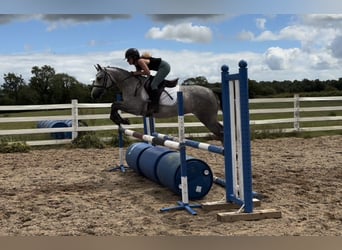 Connemara, Giumenta, 4 Anni, 143 cm, Grigio pezzato