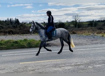 Connemara, Giumenta, 4 Anni, 144 cm, Grigio