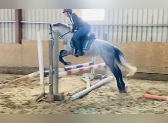 Connemara, Giumenta, 4 Anni, 144 cm, Grigio