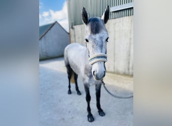 Connemara, Giumenta, 4 Anni, 144 cm, Grigio