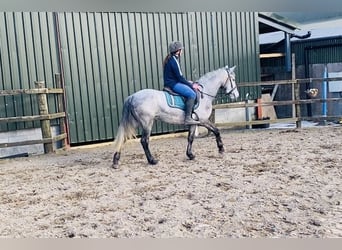 Connemara, Giumenta, 4 Anni, 144 cm, Grigio