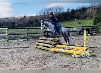 Connemara, Giumenta, 4 Anni, 144 cm, Grigio