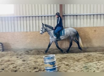 Connemara, Giumenta, 4 Anni, 144 cm, Grigio