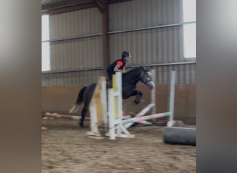 Connemara, Giumenta, 4 Anni, 144 cm, Grigio pezzato