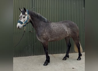 Connemara, Giumenta, 4 Anni, 144 cm, Grigio pezzato