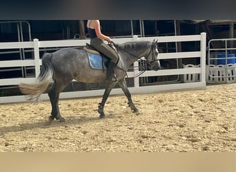 Connemara, Giumenta, 4 Anni, 144 cm, Leardo