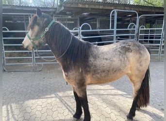 Connemara, Giumenta, 4 Anni, 144 cm, Pelle di daino