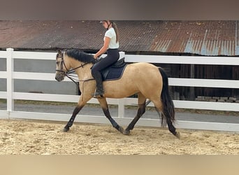 Connemara, Giumenta, 4 Anni, 145 cm, Falbo