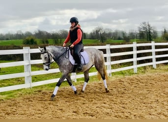 Connemara, Giumenta, 4 Anni, 145 cm, Grigio