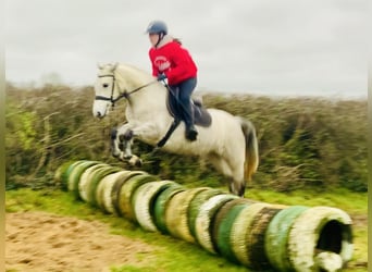 Connemara, Giumenta, 4 Anni, 145 cm, Grigio