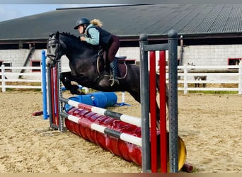 Connemara, Giumenta, 4 Anni, 145 cm, Grigio