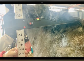Connemara, Giumenta, 4 Anni, 145 cm, Grigio