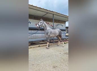 Connemara, Giumenta, 4 Anni, 145 cm, Grigio