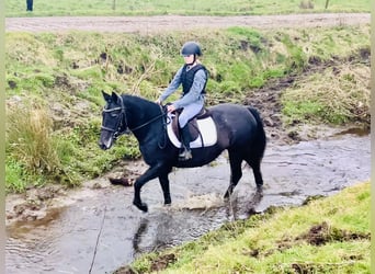 Connemara, Giumenta, 4 Anni, 145 cm, Grigio