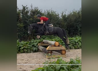 Connemara, Giumenta, 4 Anni, 145 cm, Grigio ferro
