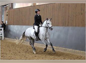 Connemara, Giumenta, 4 Anni, 145 cm, Grigio ferro