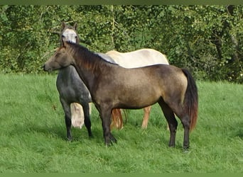 Connemara, Giumenta, 4 Anni, 146 cm, Falbo