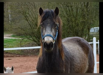 Connemara, Giumenta, 4 Anni, 146 cm, Falbo