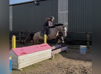 Connemara, Giumenta, 4 Anni, 146 cm, Falbo