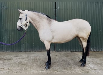 Connemara, Giumenta, 4 Anni, 146 cm, Falbo