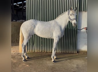 Connemara, Giumenta, 4 Anni, 146 cm, Grigio