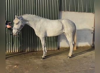 Connemara, Giumenta, 4 Anni, 146 cm, Grigio