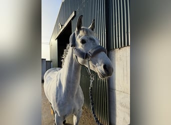 Connemara, Giumenta, 4 Anni, 146 cm, Grigio