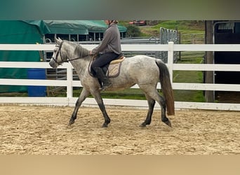 Connemara, Giumenta, 4 Anni, 146 cm, Grigio