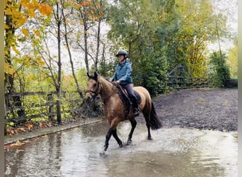 Connemara, Giumenta, 4 Anni, 147 cm, Falbo