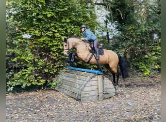 Connemara, Giumenta, 4 Anni, 147 cm, Falbo