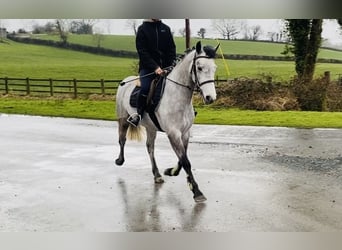 Connemara, Giumenta, 4 Anni, 147 cm, Grigio