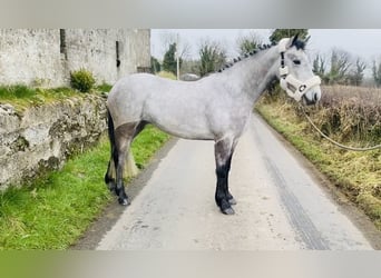 Connemara, Giumenta, 4 Anni, 147 cm, Grigio