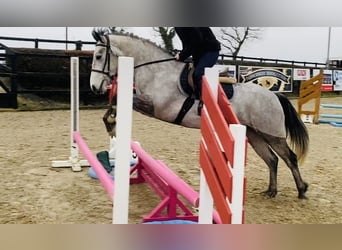 Connemara, Giumenta, 4 Anni, 147 cm, Grigio