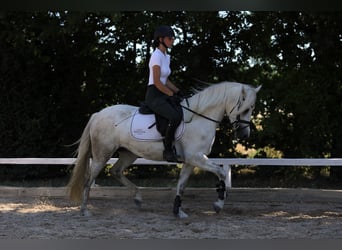 Connemara, Giumenta, 4 Anni, 147 cm, Grigio
