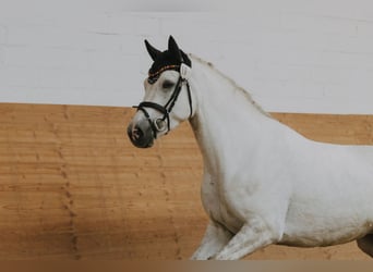 Connemara, Giumenta, 4 Anni, 147 cm, Grigio
