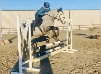 Connemara, Giumenta, 4 Anni, 147 cm, Grigio