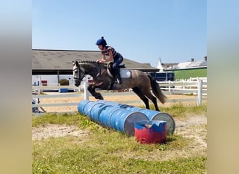 Connemara, Giumenta, 4 Anni, 147 cm, Grigio ferro