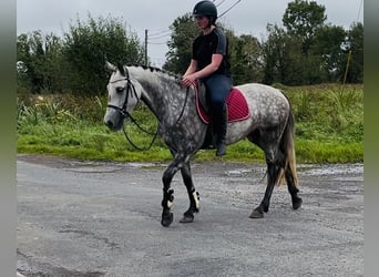 Connemara, Giumenta, 4 Anni, 147 cm, Grigio pezzato